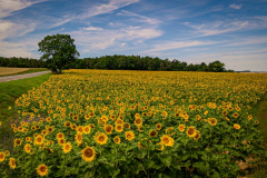 20220703-1235-DJI_0016_Original