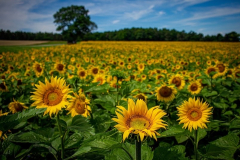 DEC2F742-00F6-422B-8BA9-7506BD93F606