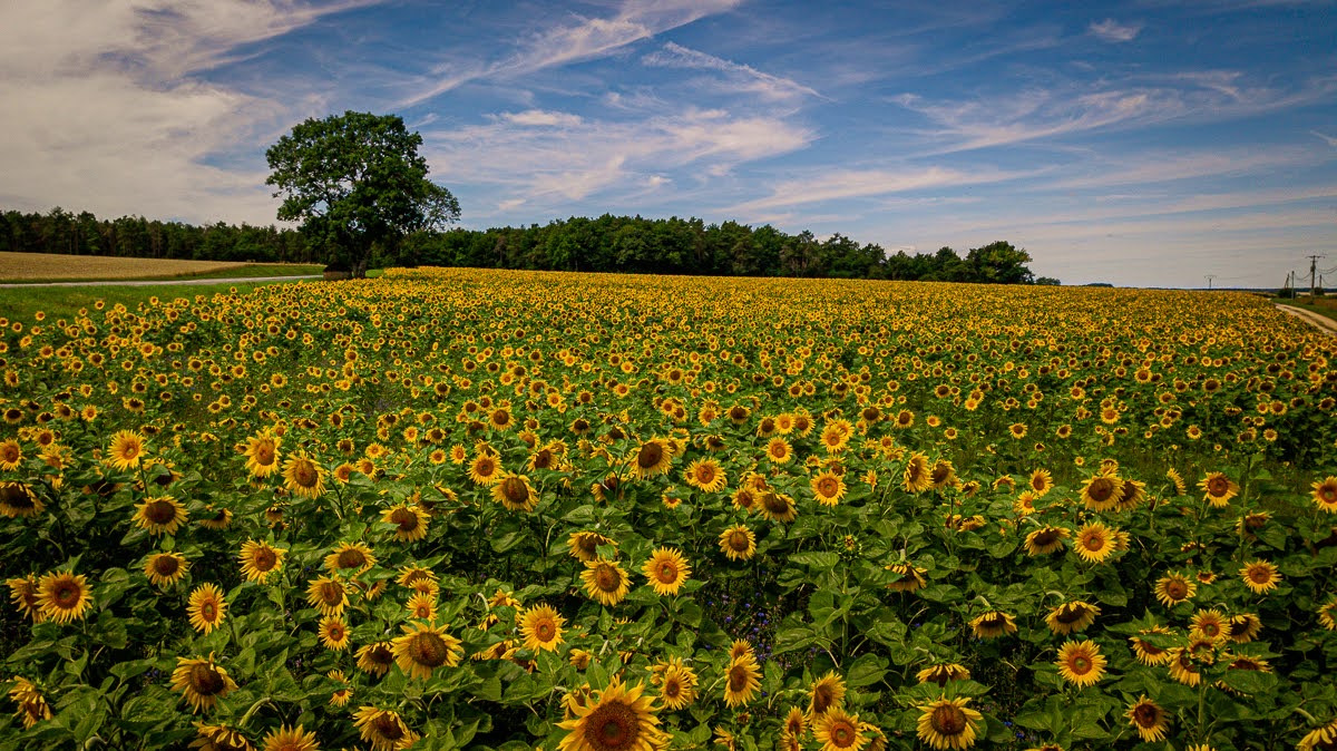 20220703-1236-DJI_0021_Original