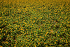20220703-1235-DJI_0018_Original