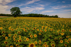 20220703-1236-DJI_0021_Original