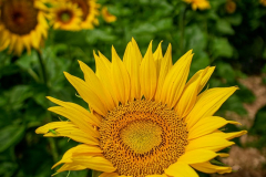 20220703-1243-IMG_6591_Original